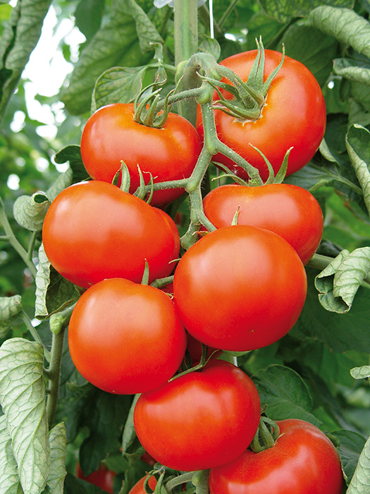 Venezia paradajz 1