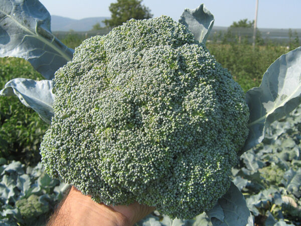 lord F1 - brokoli 1