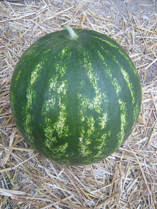 bonta f1 lubenica 4