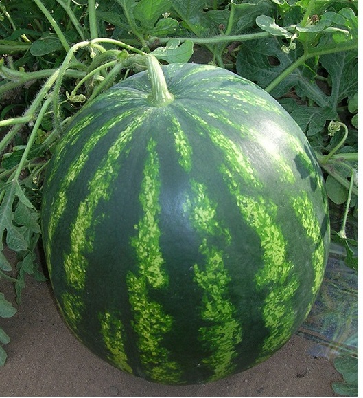 bonta f1 lubenica1