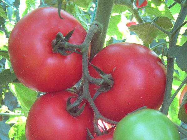 Gardel paradajz 2