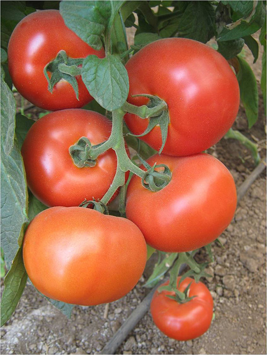 Melodia paradajz 5