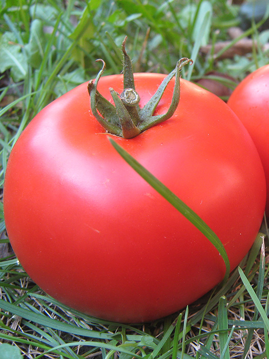 alflfred paradajz 5