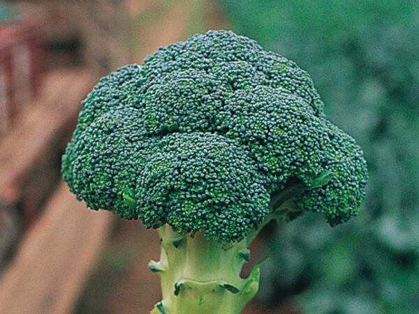 chevalier F1 brokoli 2