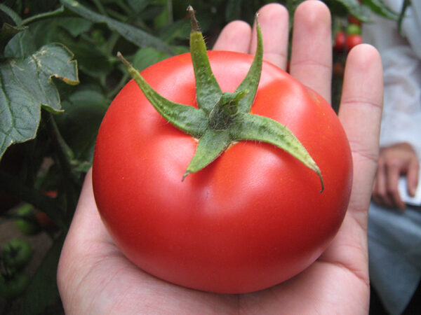 corvinus paradajy 2