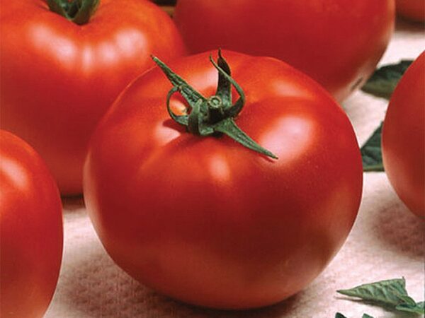 optima paradajz 1