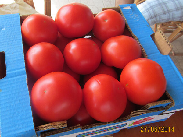 sedmica 4 paradajz