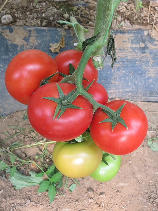 yigido paradajz 2